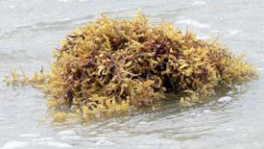 Seaweed, known as wrack.